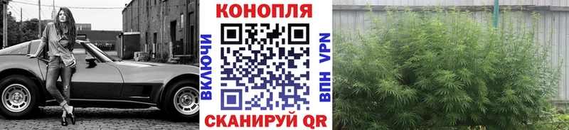 Бошки марихуана план  Пошехонье 